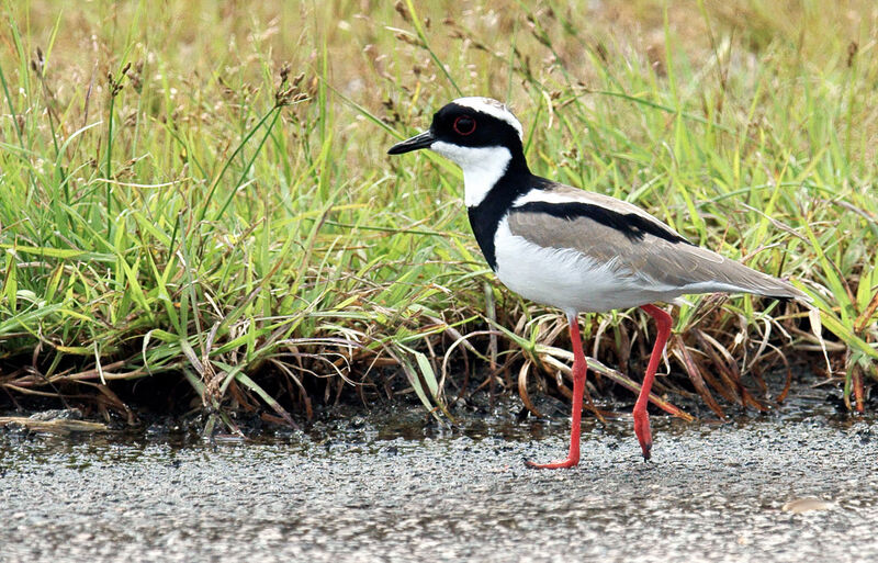 Pied Plover