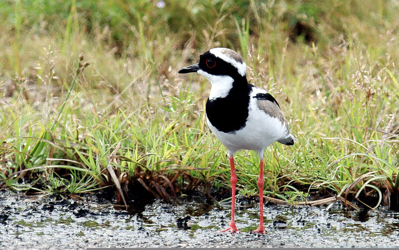 Pied Plover