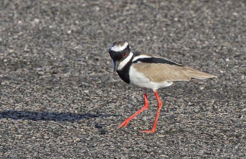 Pied Plover