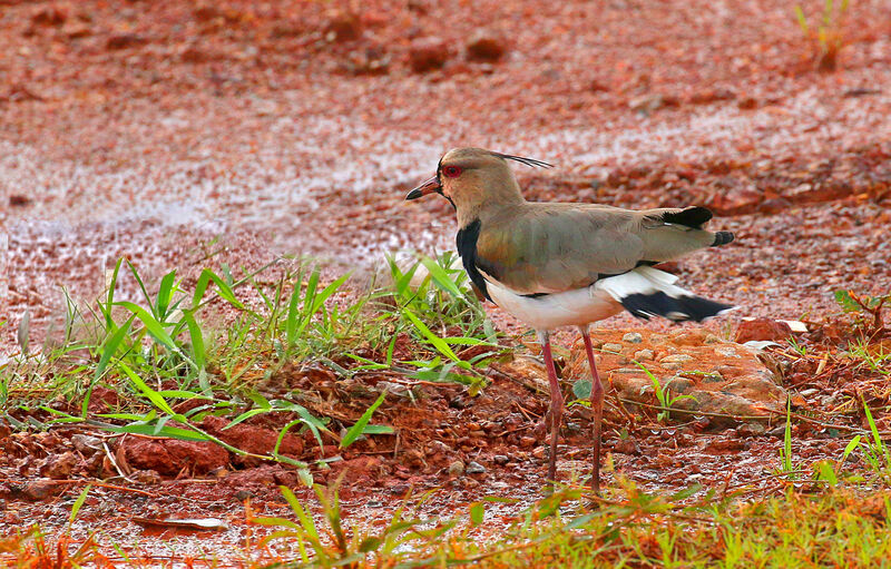 Southern Lapwingadult