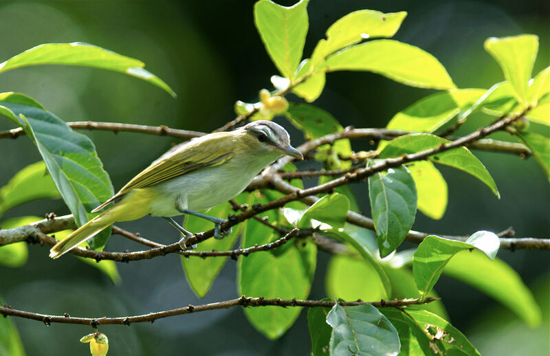 Red-eyed Vireo