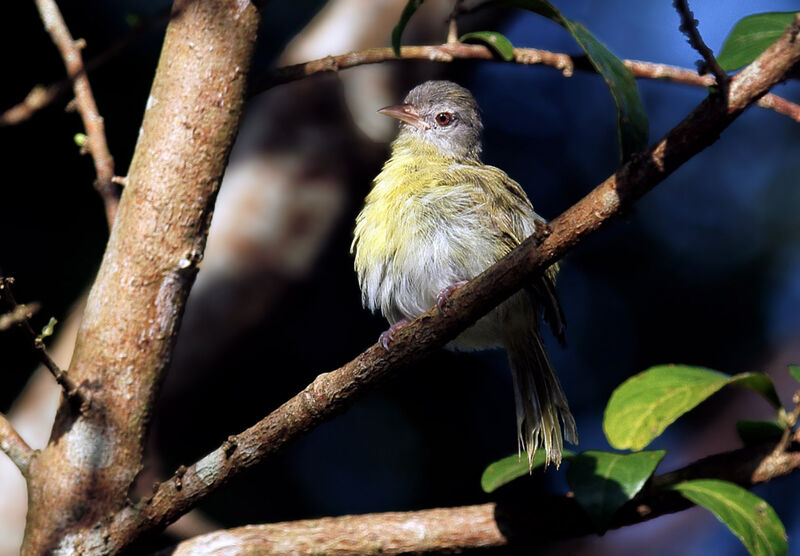 Ashy-headed Greenlet