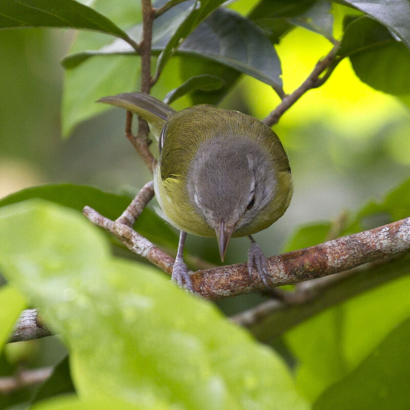 Ashy-headed Greenlet