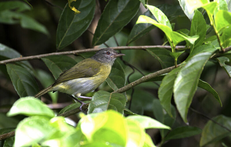 Ashy-headed Greenlet