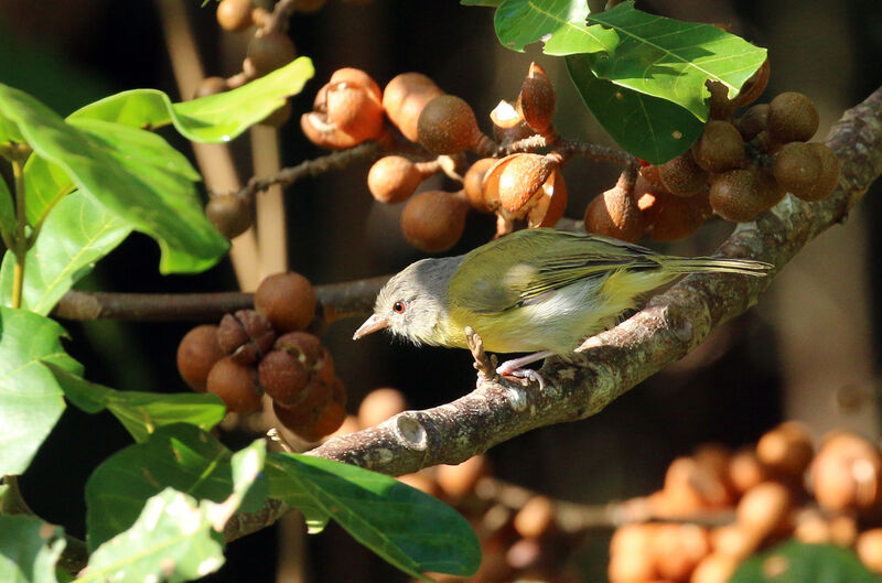 Ashy-headed Greenlet