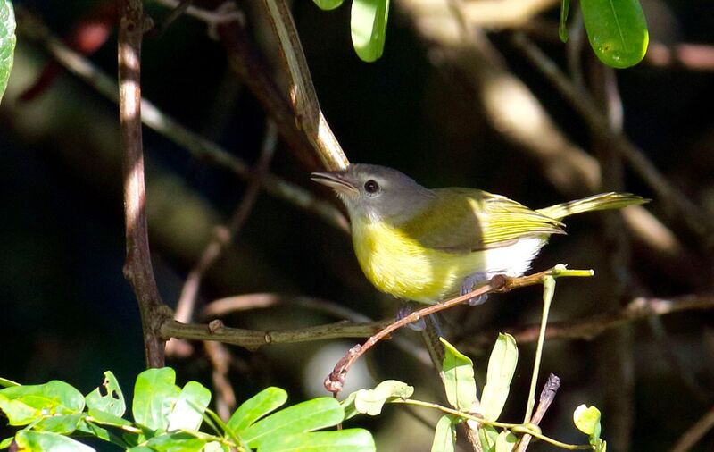 Ashy-headed Greenlet