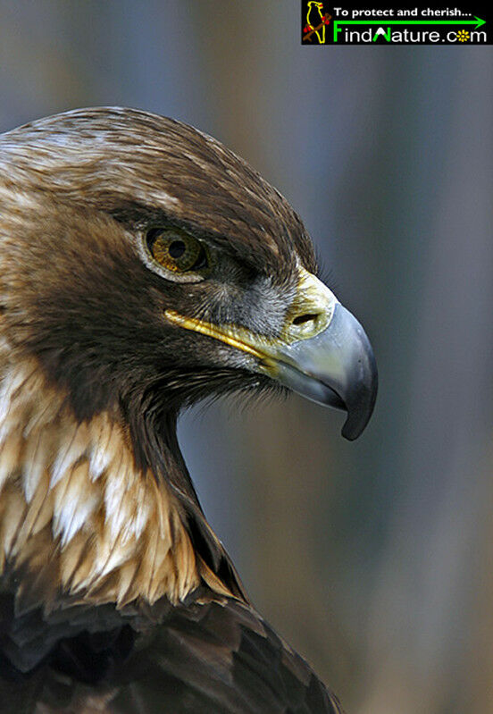 Golden Eagle