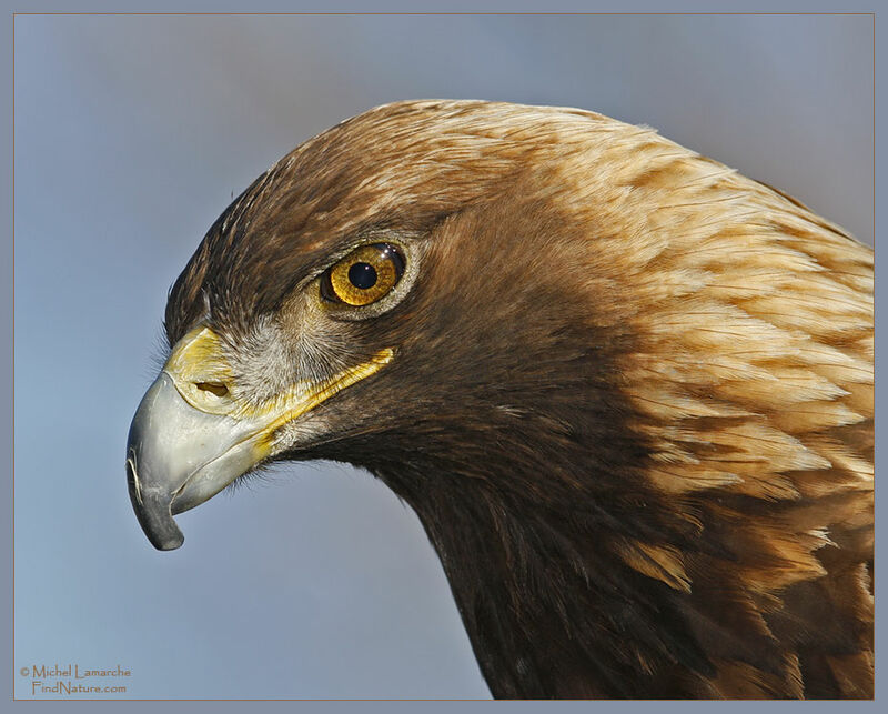 Golden Eagle