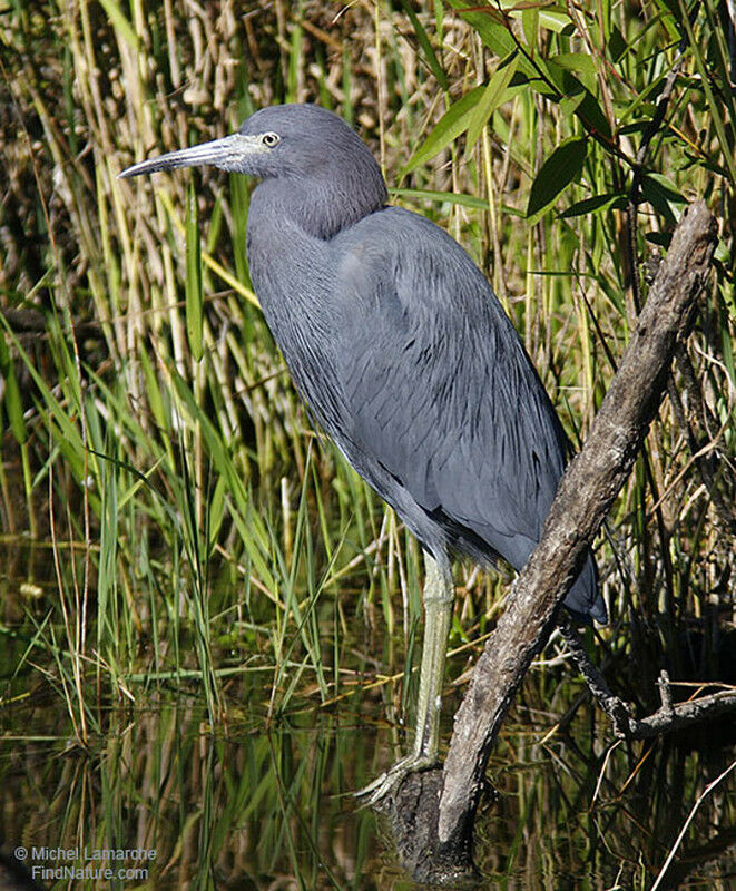 Little Blue Heronadult