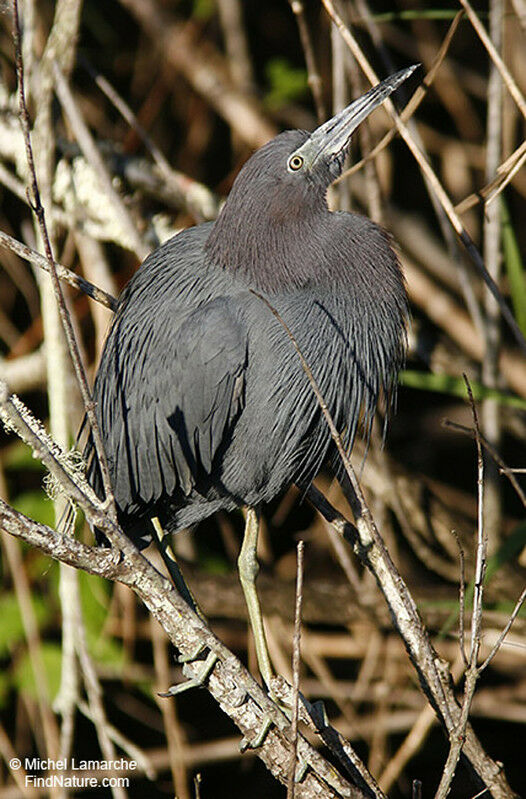 Aigrette bleueadulte