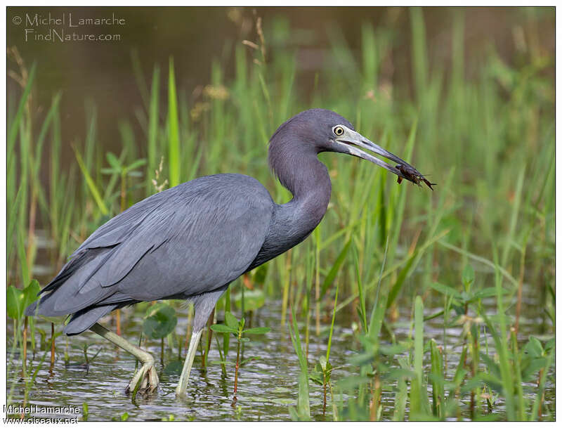 Little Blue Heronadult, feeding habits, fishing/hunting