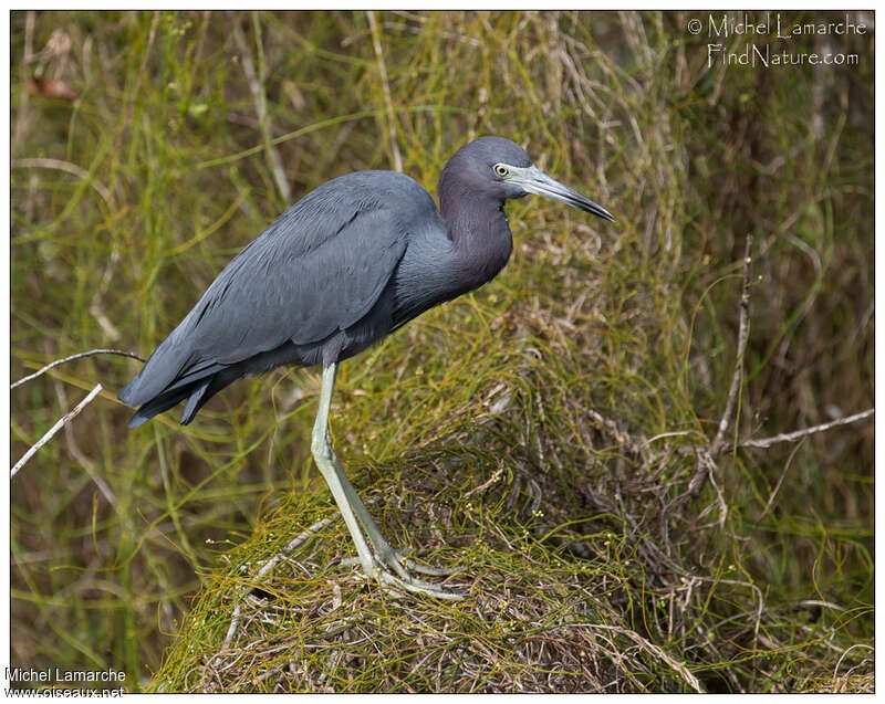 Aigrette bleueadulte, identification