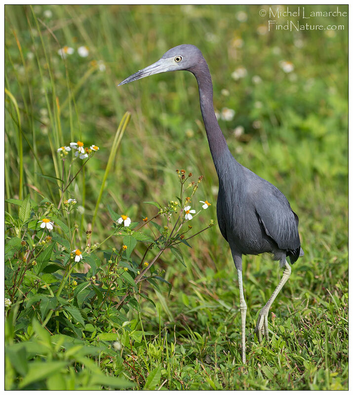 Aigrette bleue