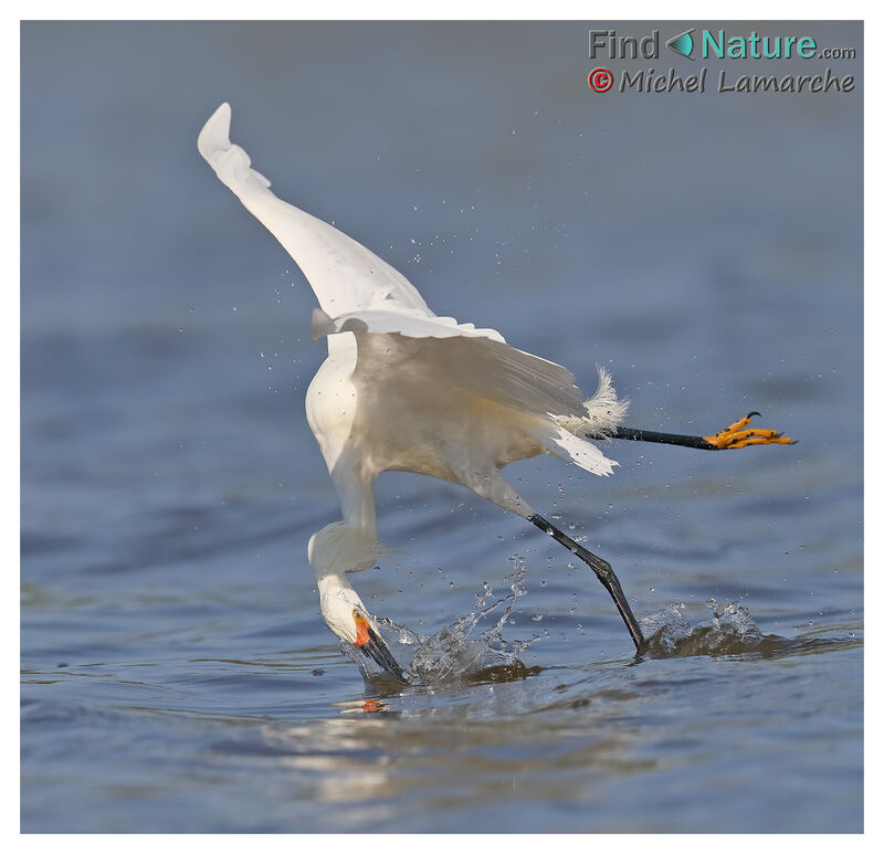 Aigrette neigeuse, pêche/chasse