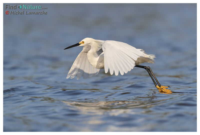 Snowy Egret, Flight