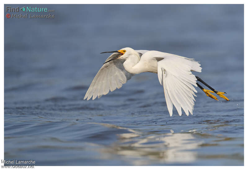 Aigrette neigeuseadulte, Vol