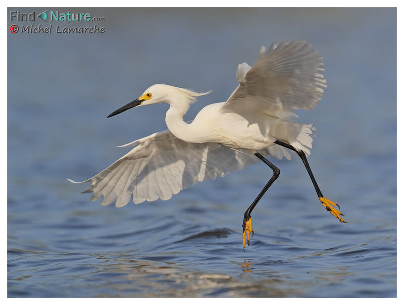 Snowy Egret, Flight