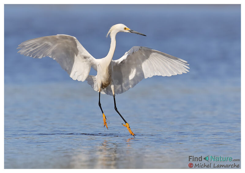 Aigrette neigeuse, Vol