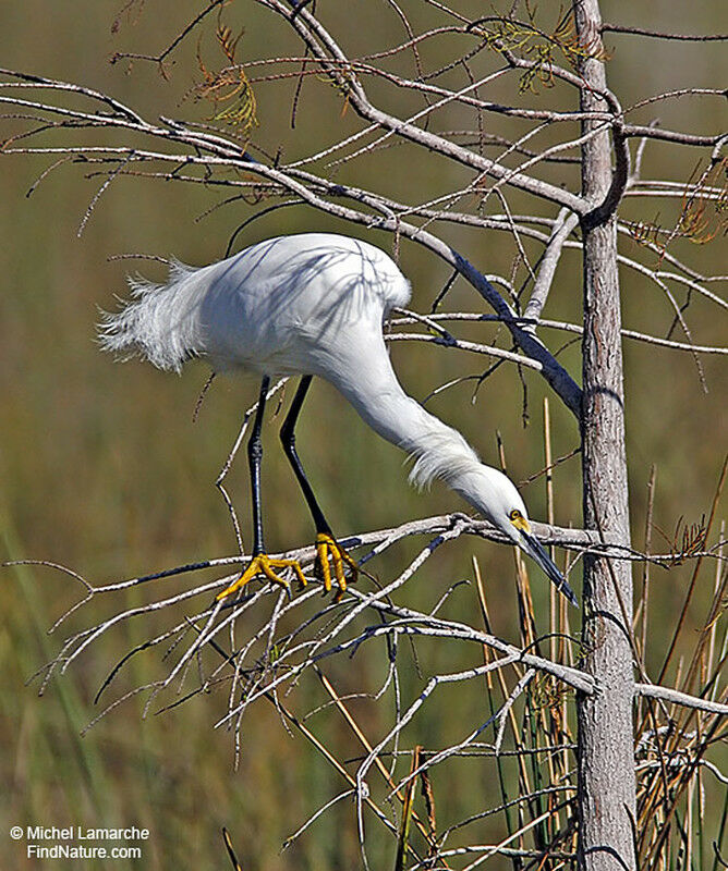 Snowy Egret