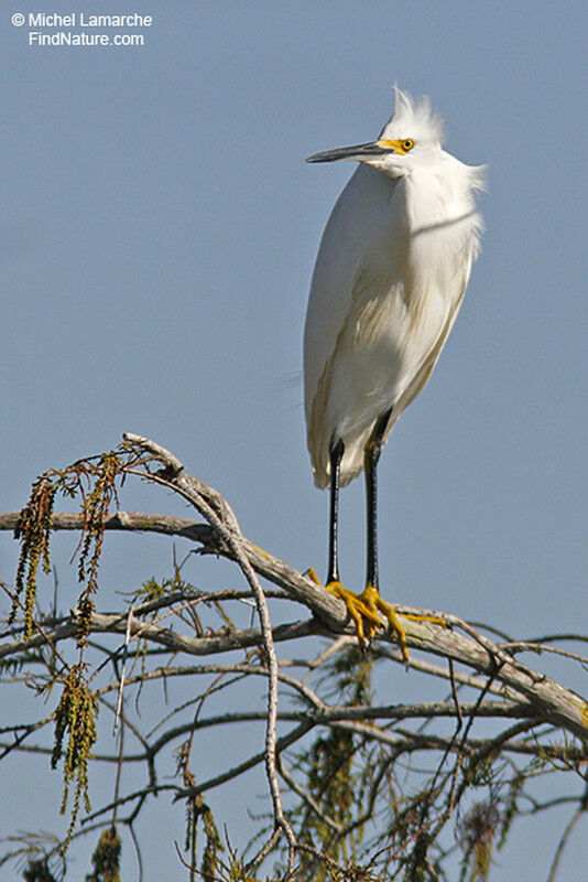 Snowy Egret