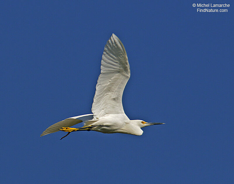 Snowy Egret