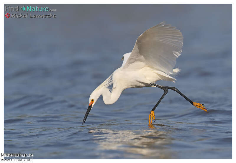 Aigrette neigeuseadulte, pêche/chasse