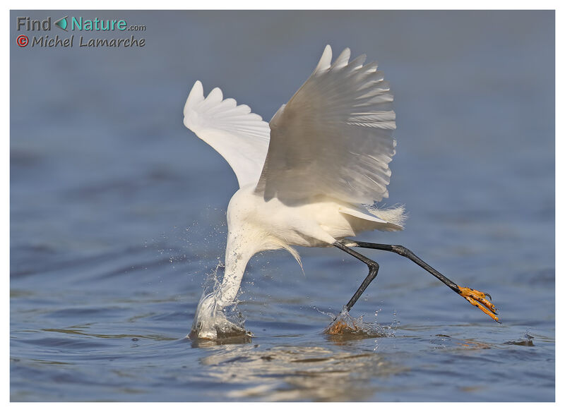 Snowy Egret, fishing/hunting