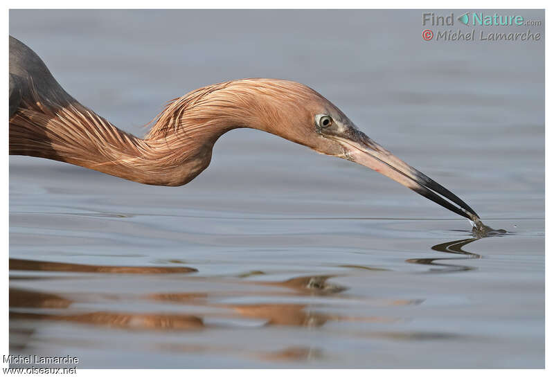 Reddish Egret, fishing/hunting