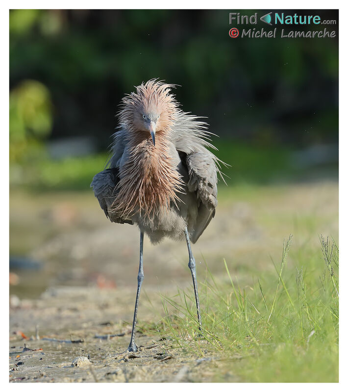 Aigrette roussâtre