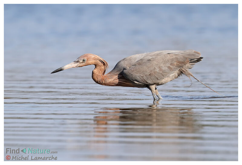 Reddish Egret