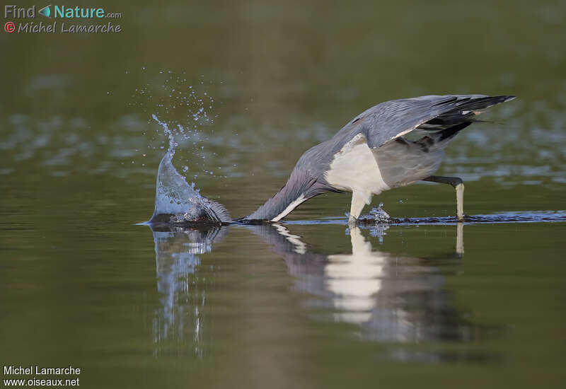 Aigrette tricolore, pêche/chasse