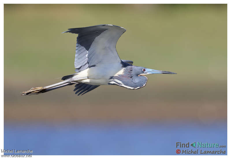 Tricolored Heronadult, pigmentation, Flight