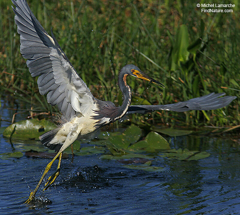 Tricolored Heron