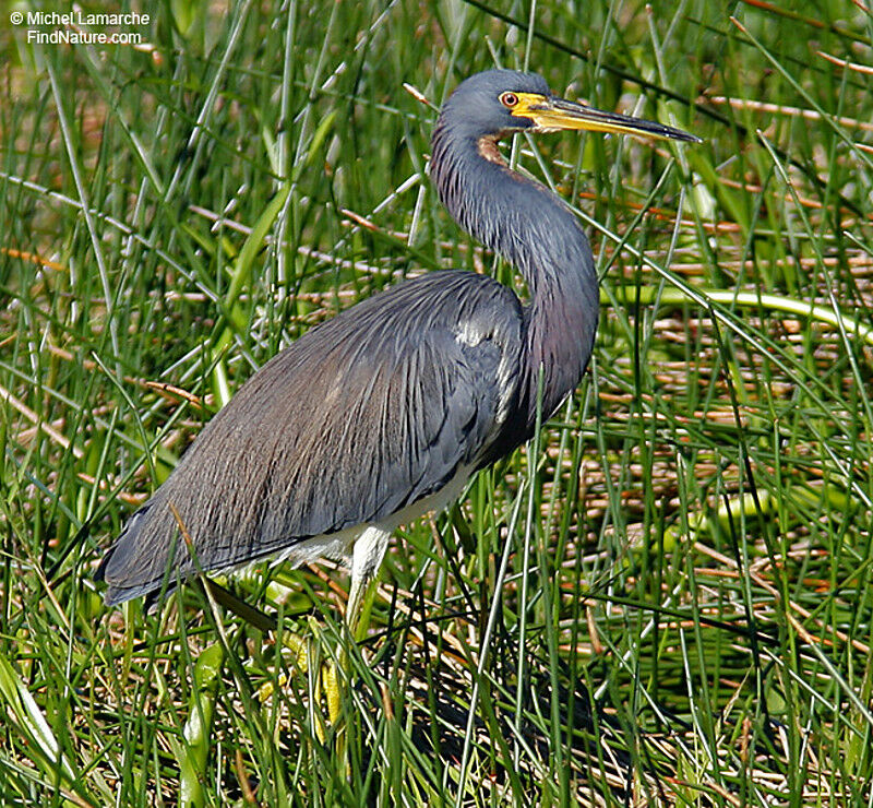 Tricolored Heron