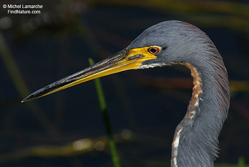 Tricolored Heron