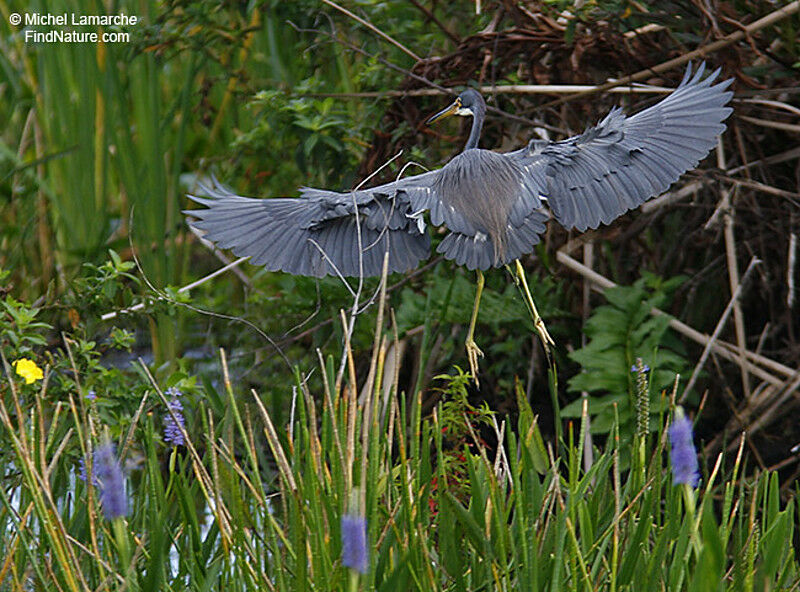 Tricolored Heron