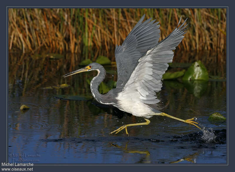 Aigrette tricoloreadulte, Comportement