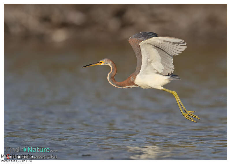 Tricolored Heronimmature, Flight