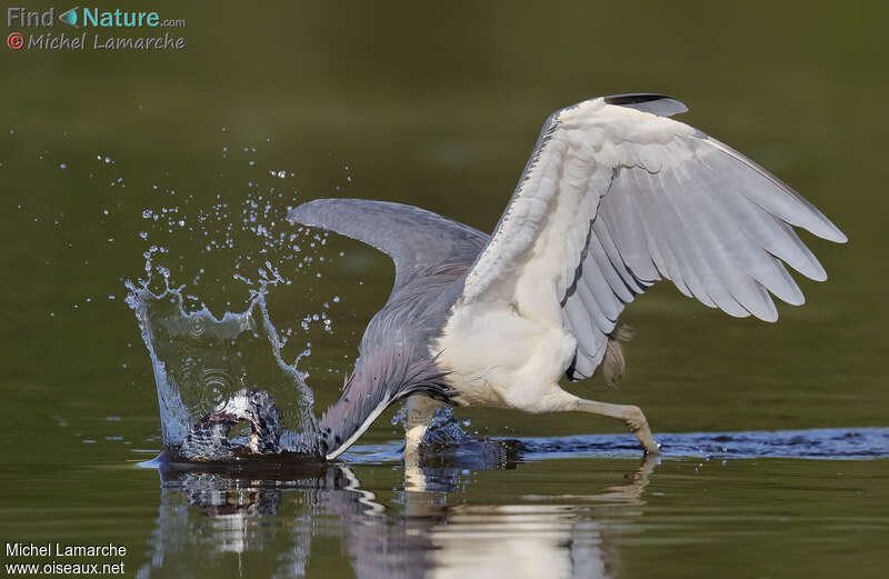 Tricolored Heronadult, fishing/hunting