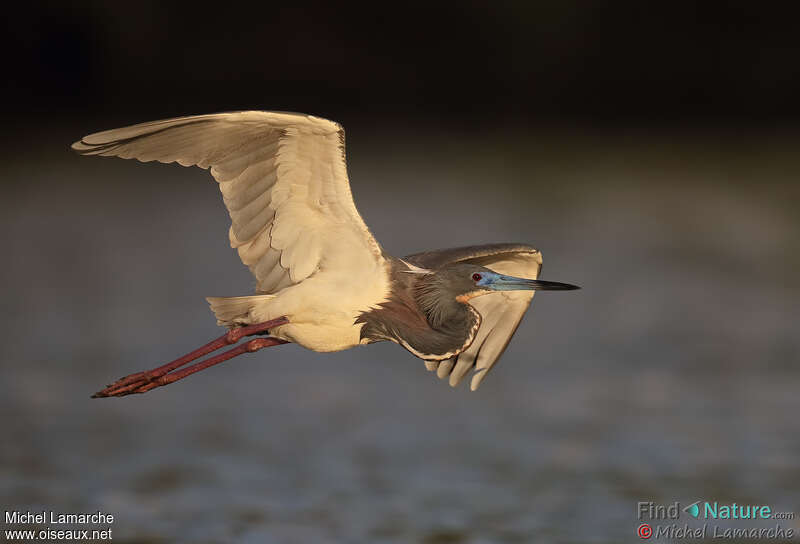 Tricolored Heronadult breeding, Flight