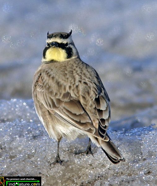 Horned Lark