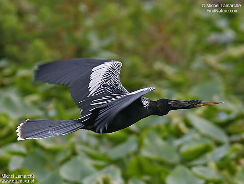 Anhinga d'Amérique mâle adulte, pigmentation, Vol