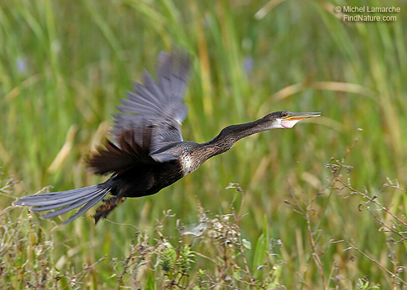 Anhinga d'Amérique femelle