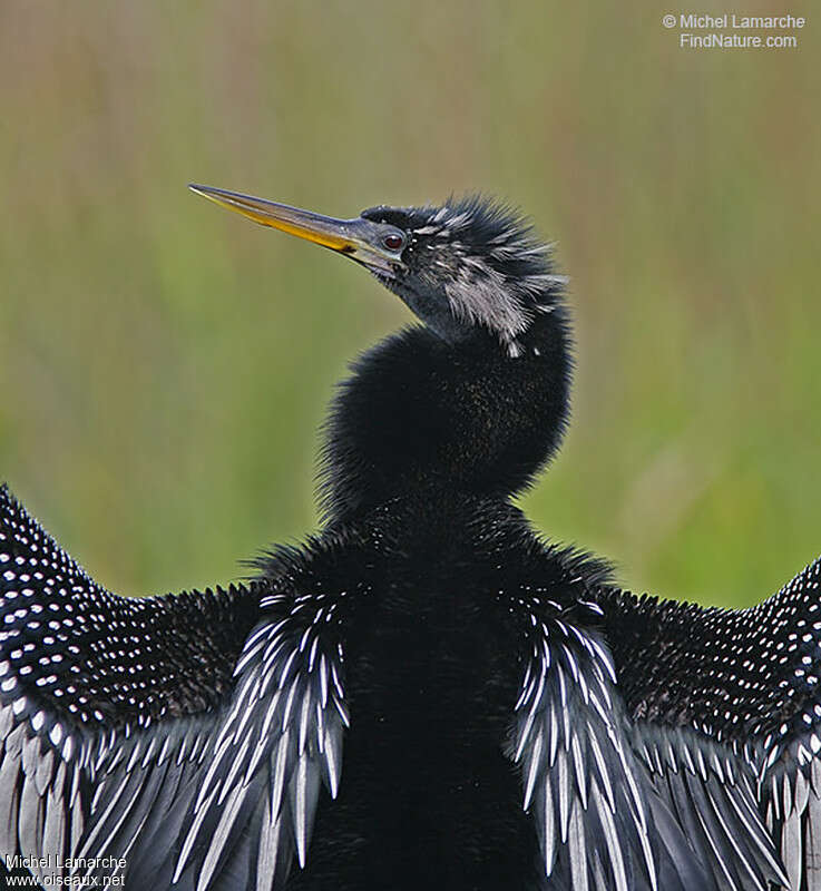 Anhinga d'Amérique mâle adulte, portrait