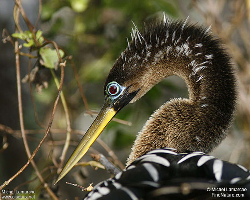 Anhinga d'Amérique femelle adulte nuptial, portrait