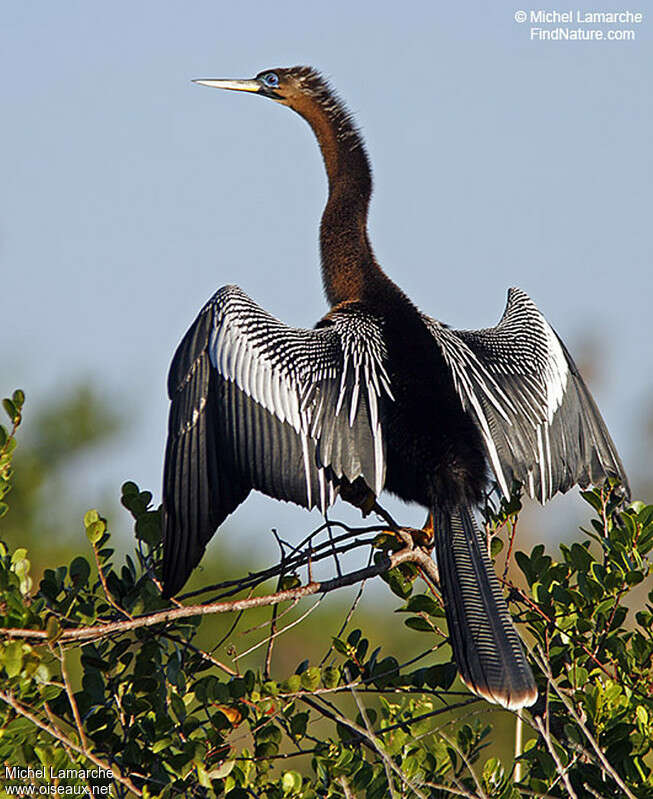 Anhinga male subadult, identification