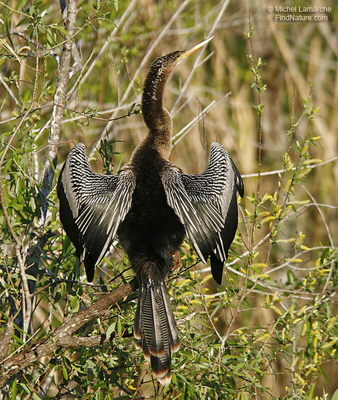 Anhinga d'Amérique