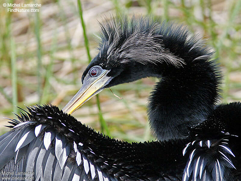 Anhinga male adult, close-up portrait, care