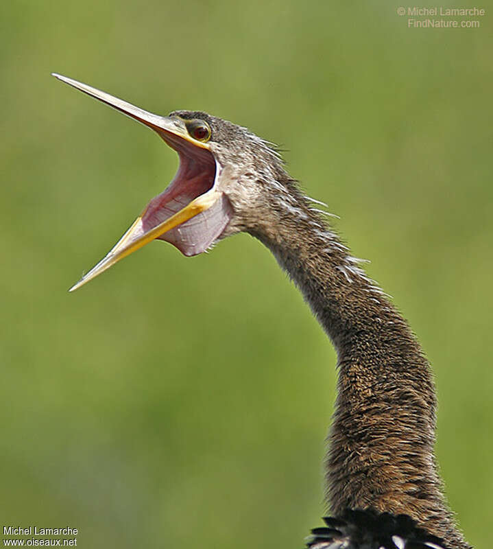 Anhinga d'Amériqueimmature, portrait