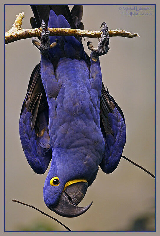 Hyacinth Macaw